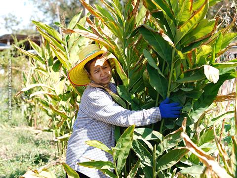 An older woman wearing a straw hat and heavy duty gloves hugs a large plant in a sun drenched field.